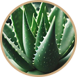 Aloe Barbadensis
