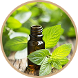 Minyak Peppermint